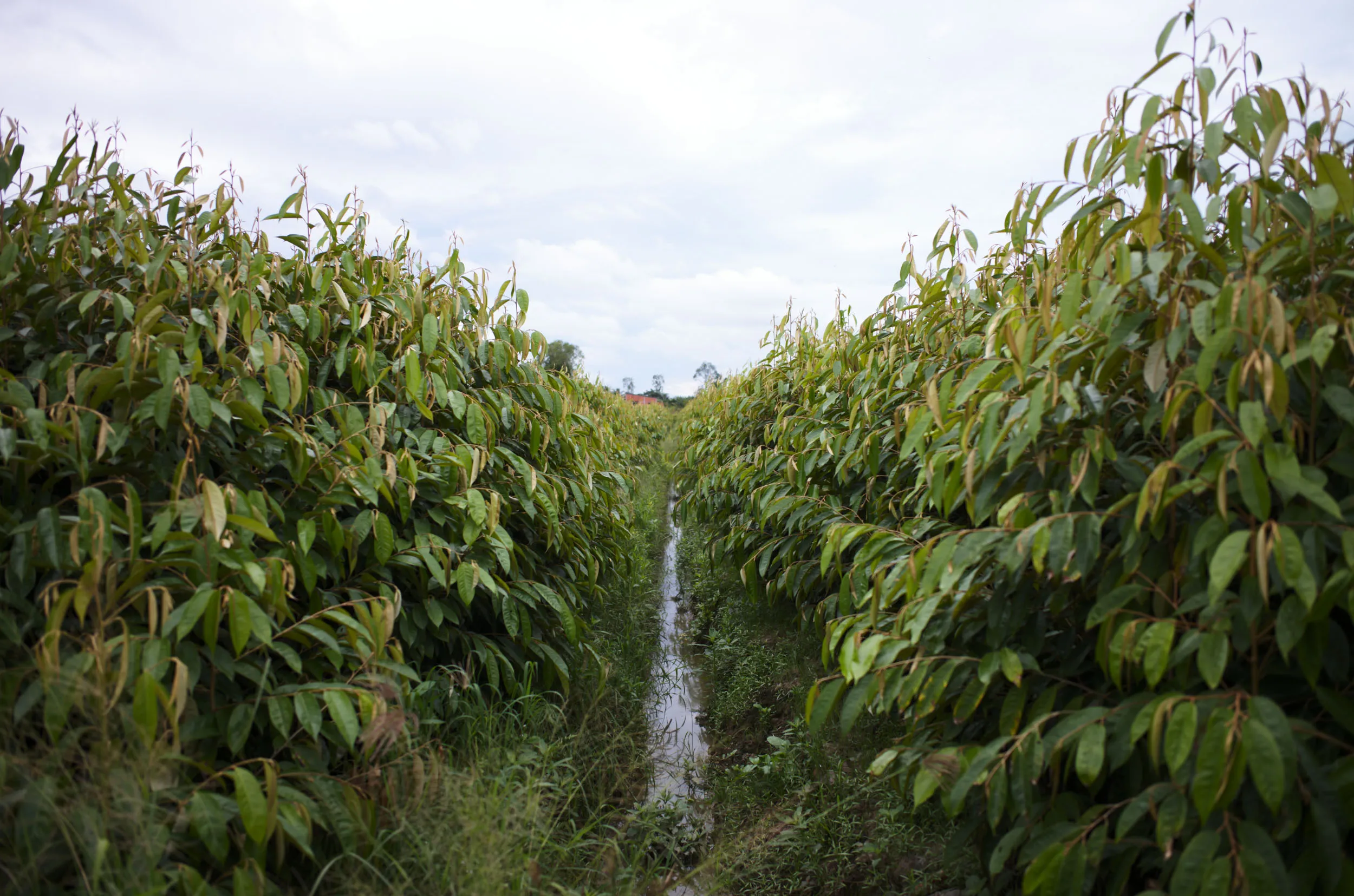 Site documentation at the Mang Thit research site, southern Vietnam