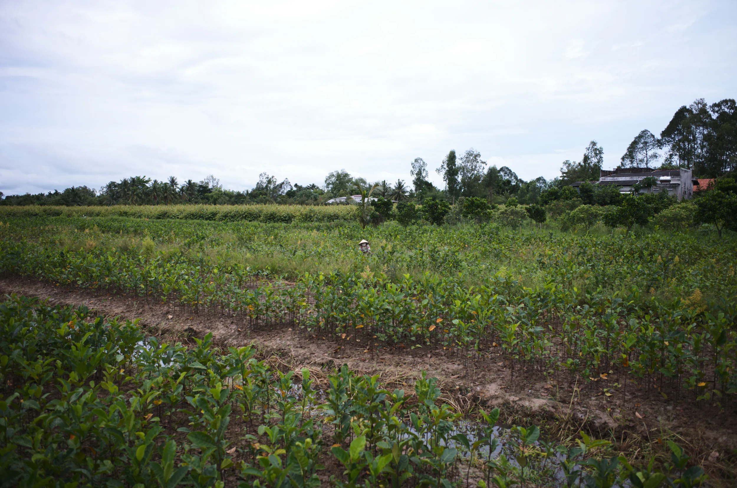 Landscape photograph at the Mang Thit site, Mekong Delta, Vietnam