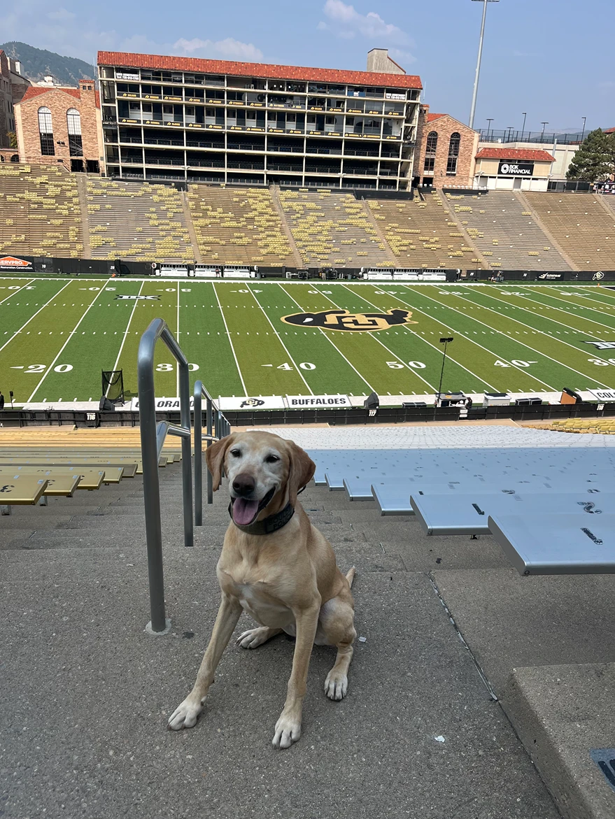 A yellow Labrador retriever sits on the stadium steps overlooking the Colorado Buffaloes football field.