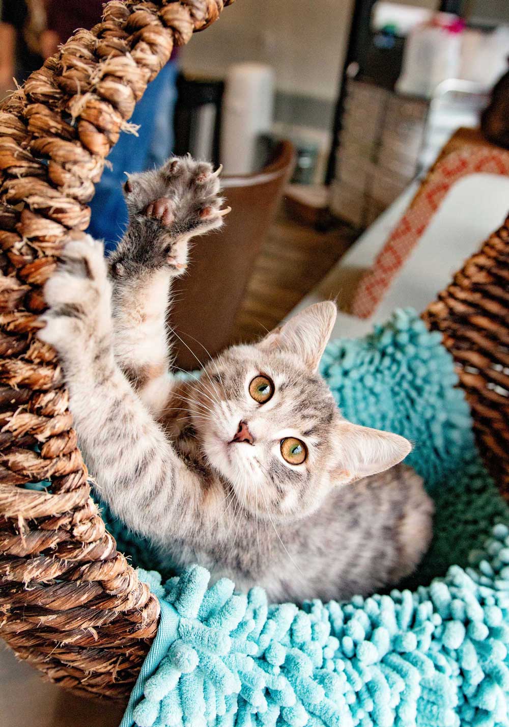Purrfect Day Cat Café