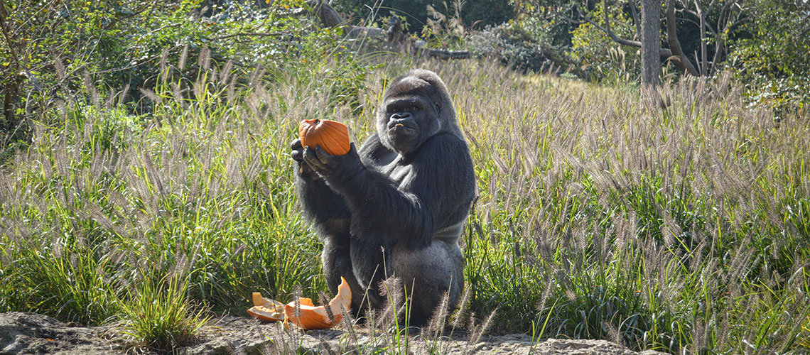 Louisville Zoo