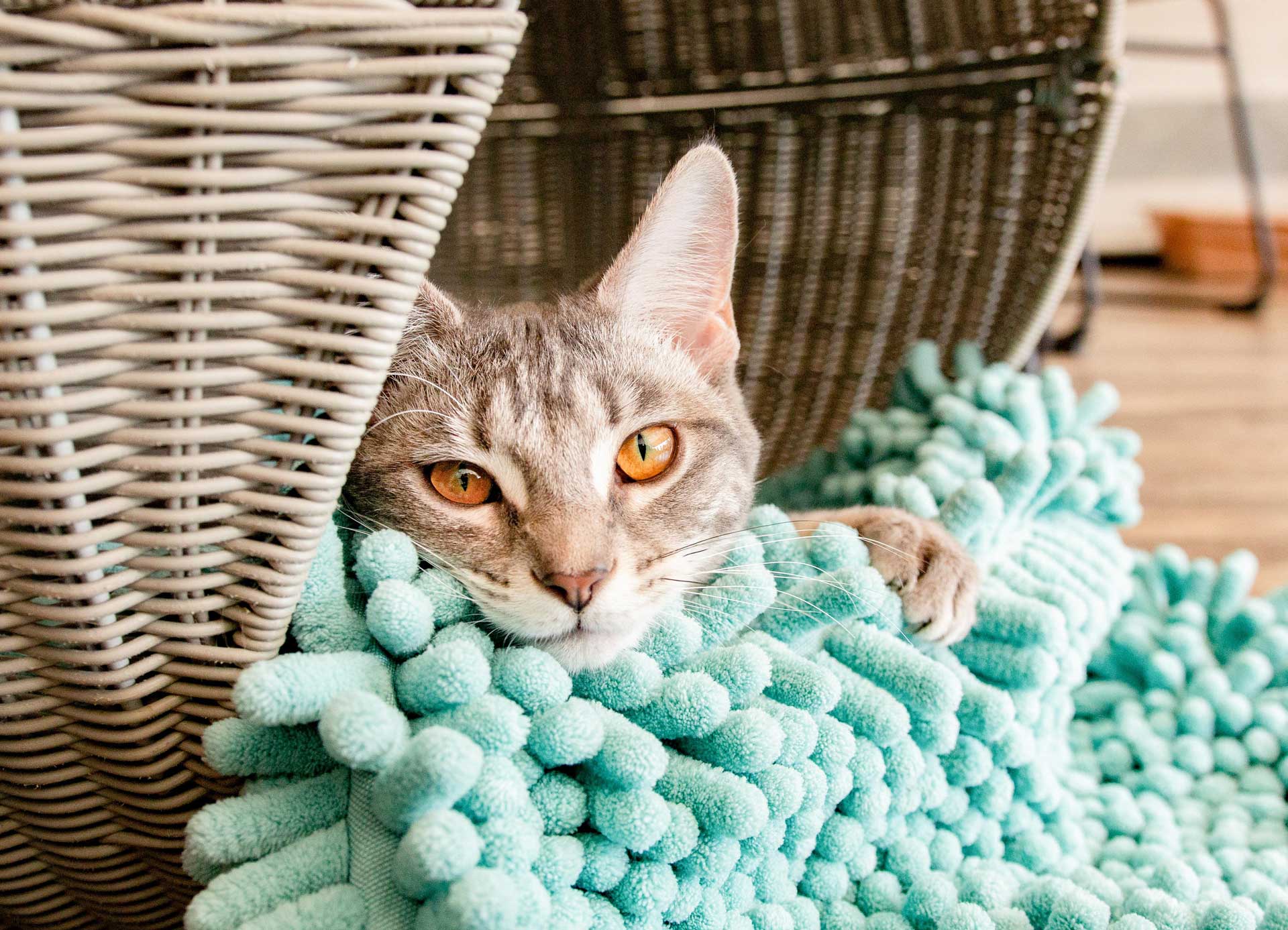 Purrfect Day Cat Café in The Highlands, Louisville – experience