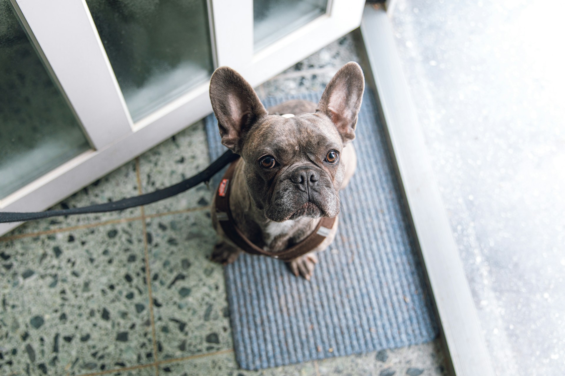 How to Train a Shy Dog Who Freezes During Everyday Practice