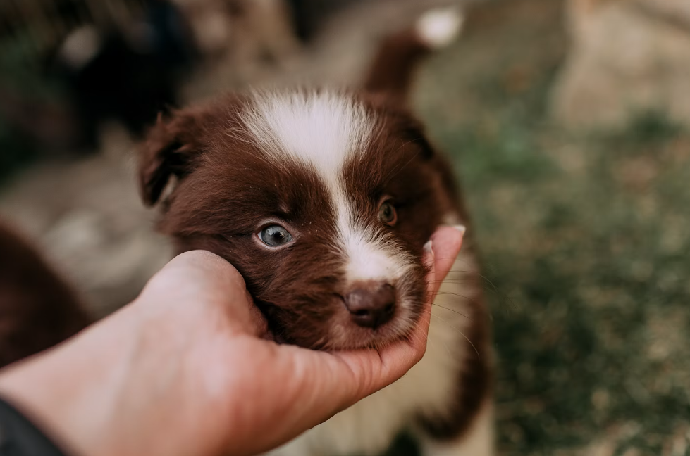 Puppy Training Tips for First-Time Owners: A Manageable First-Week Routine