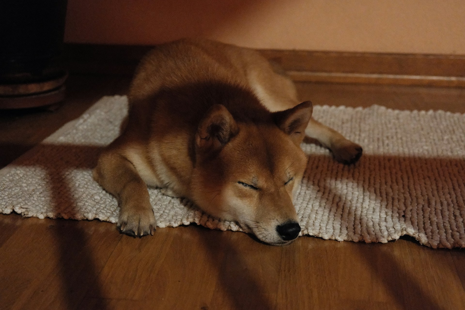 How to Build Confidence in a Dog with Small, Everyday Wins
