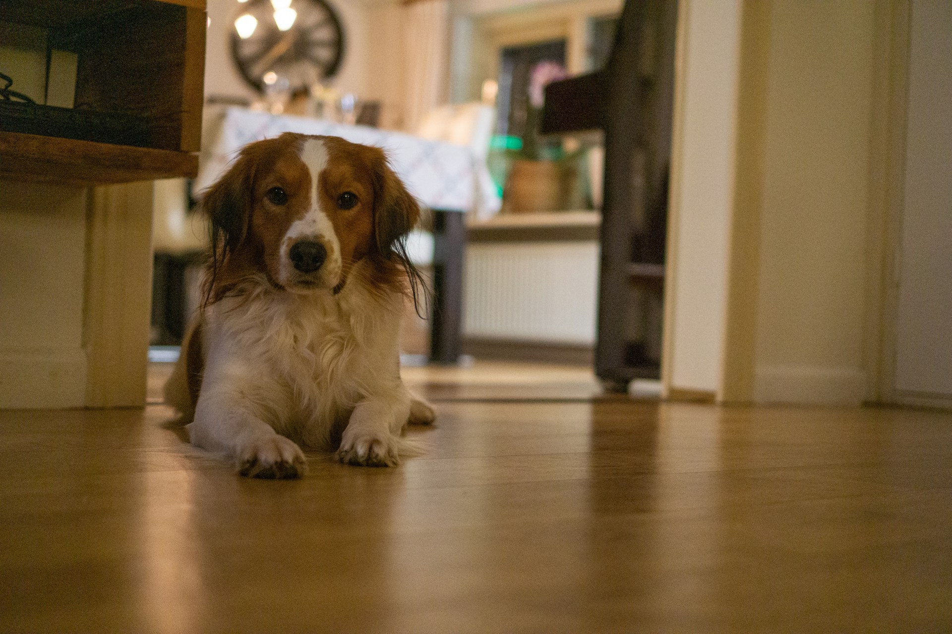 Dog Barks at Strangers: Practical Steps for Visitors and Walks