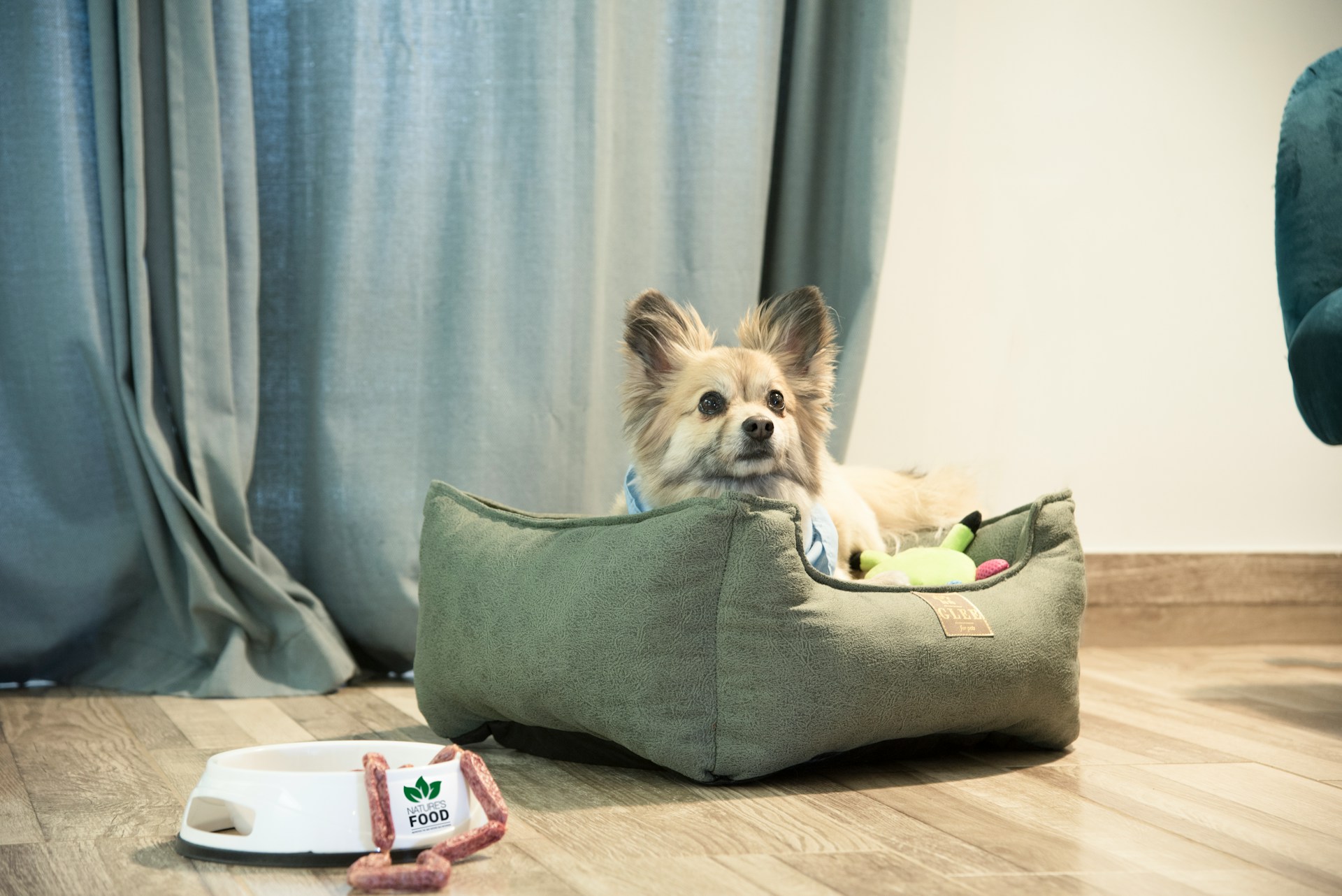 How to Socialize an Aggressive Dog: Start with Space, Not Greetings