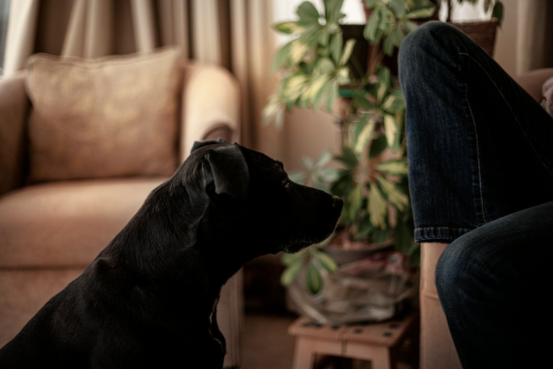 How to Stop a Dog from Marking in the House: A Practical Plan