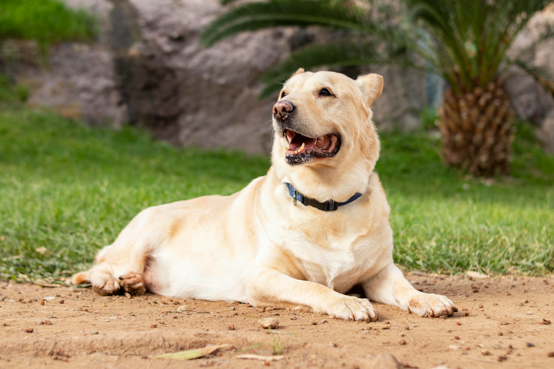 How to Stop a Dog from Digging: Match the Fix to the Hole