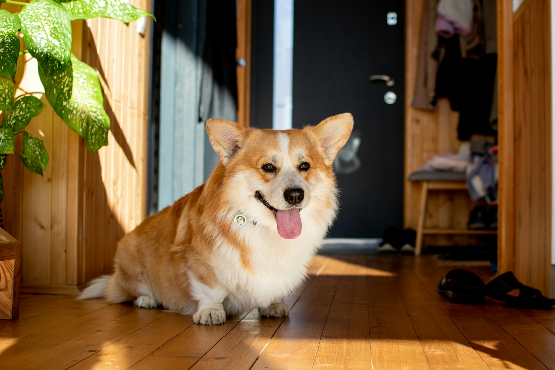 Fear Aggression in Dogs: When a Scared Dog Feels Trapped