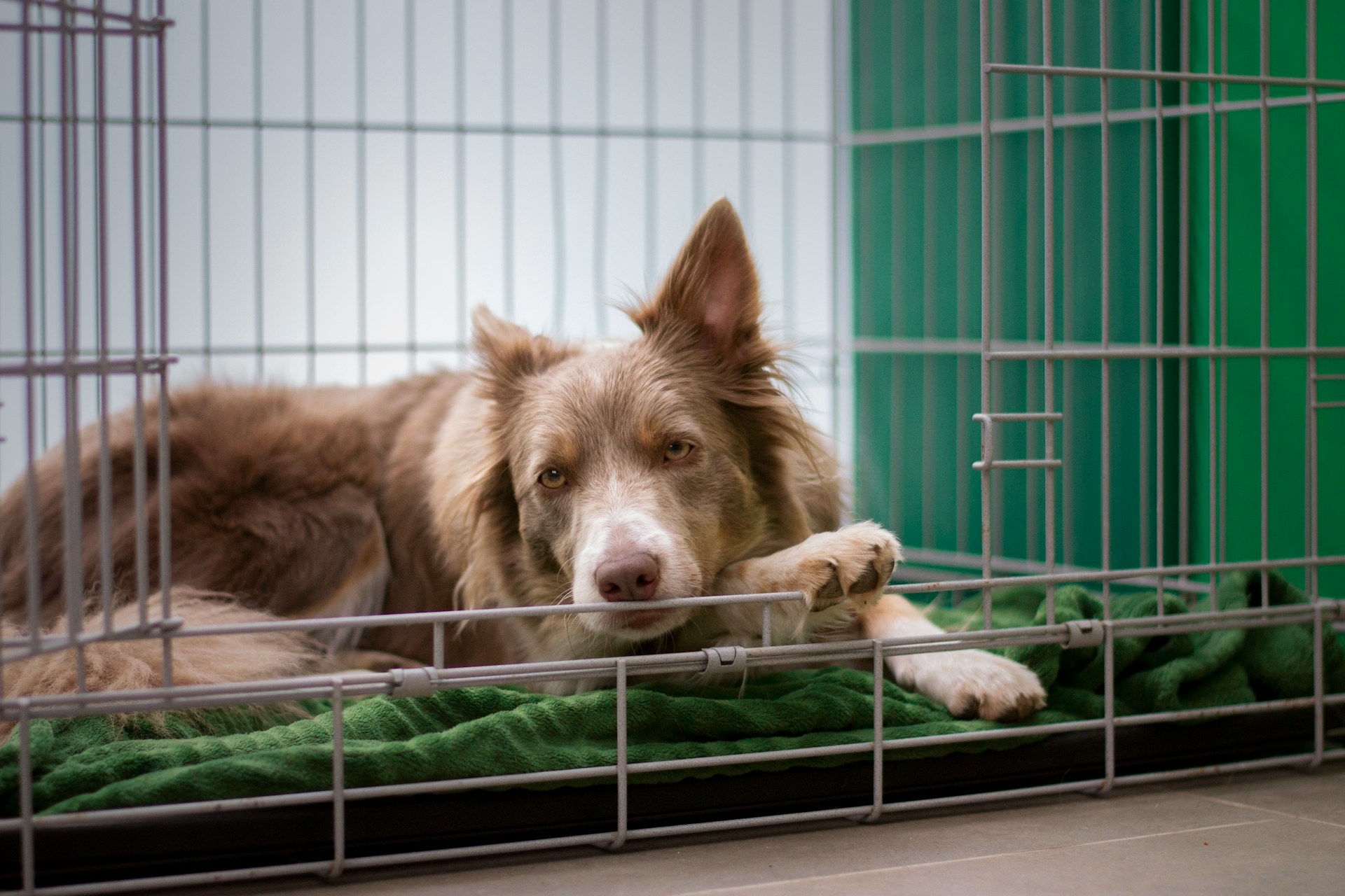 How to Crate Train an Older Dog Who Has Never Used a Crate