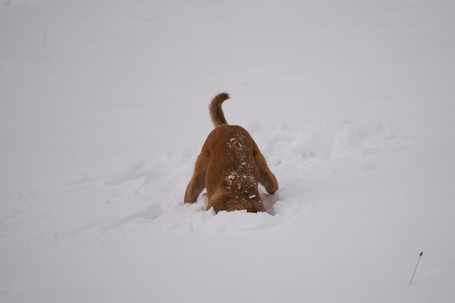 Potty Training a Puppy in Winter: A Plan for Snowy Yards and Cold Nights