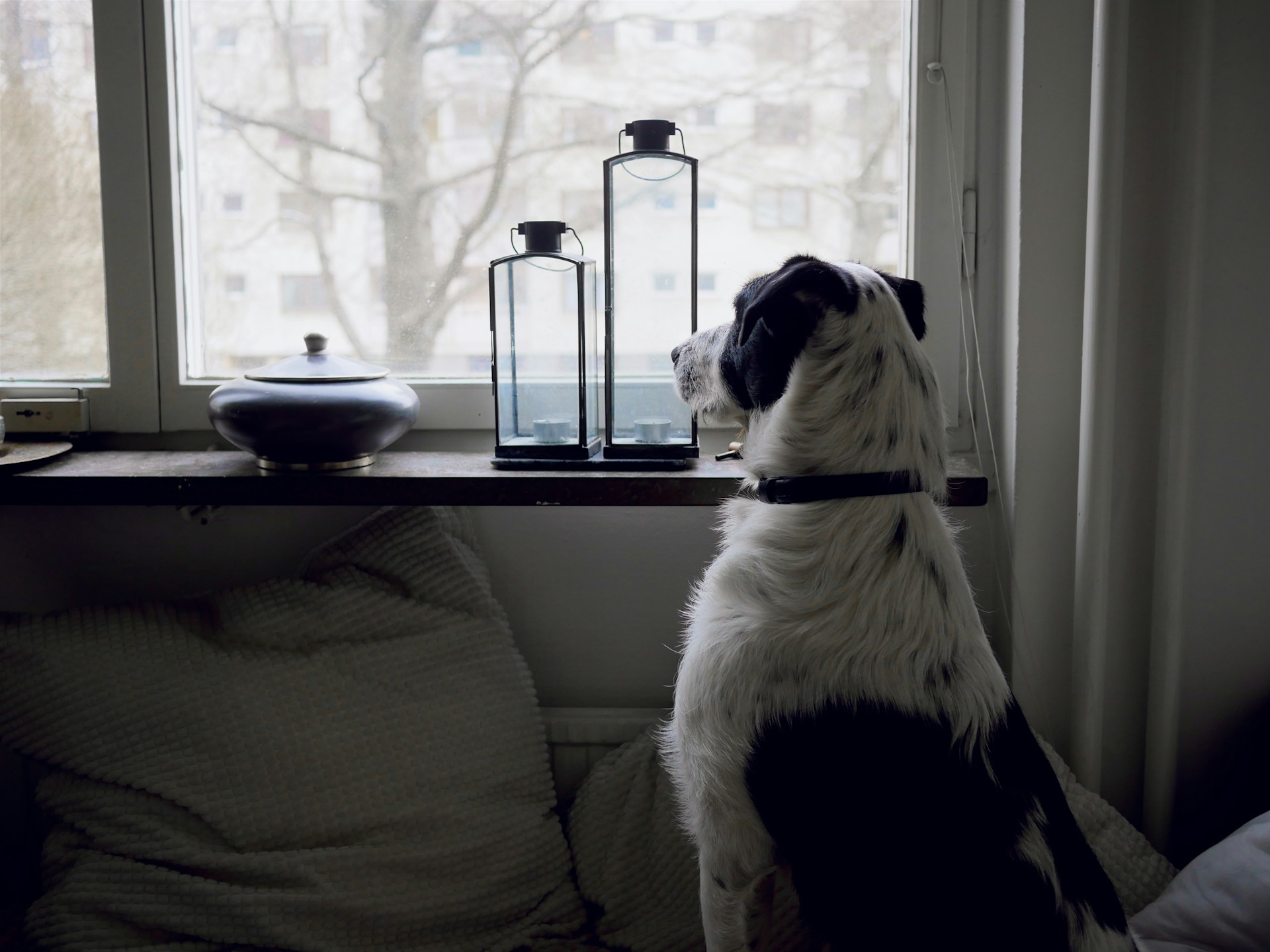 Recall Training When Your Dog Comes Indoors but Ignores You Outside