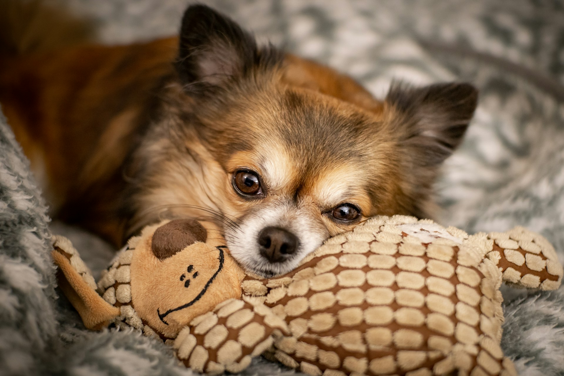 How to Stop a Dog From Biting After a Bite or Warning Signs