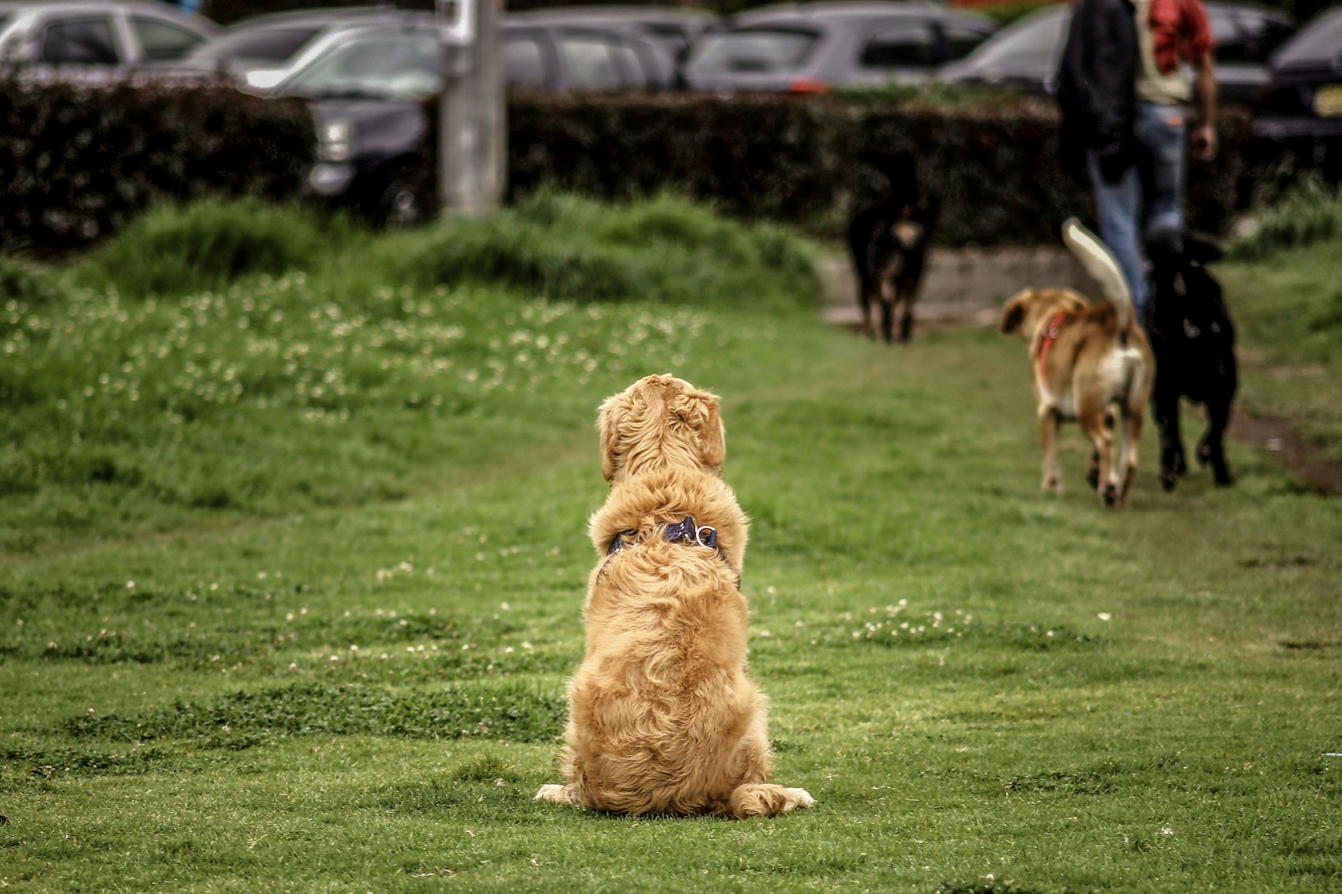 Training for Dog Aggression Toward Other Dogs: Building Safer Routines