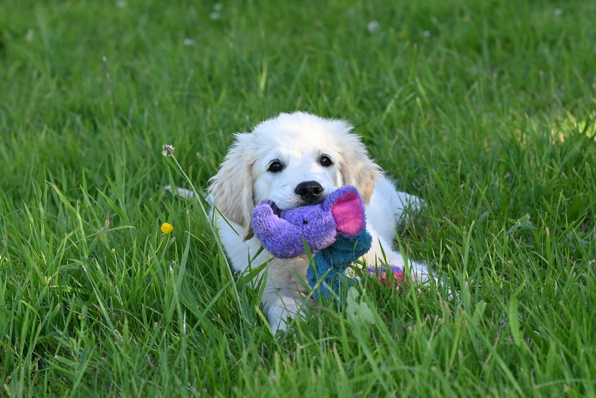 Puppy Socialization Classes Near Me: Choosing the Right Fit in Connecticut