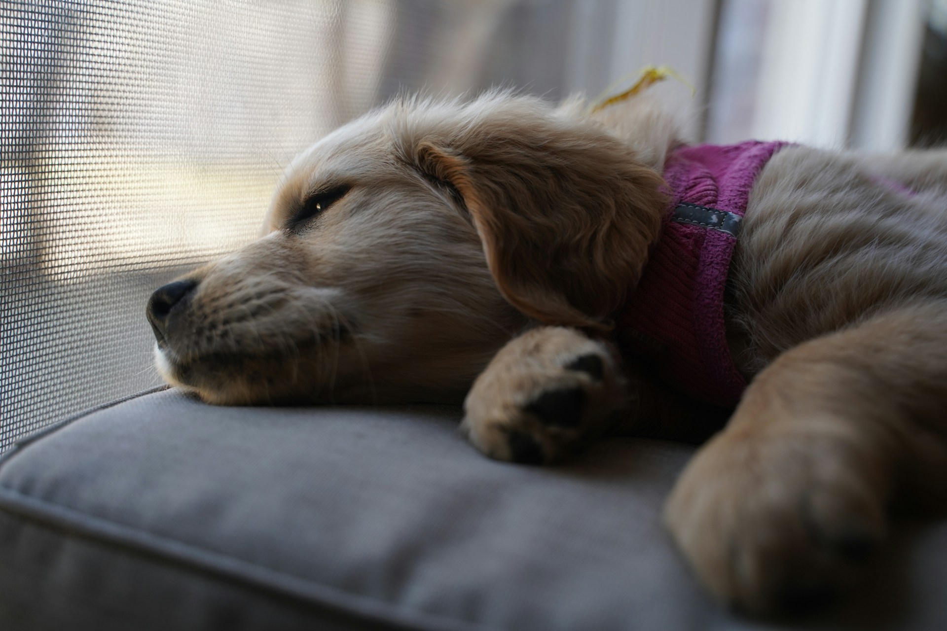 Puppy Potty Training Schedule: A Daily Routine You Can Adjus