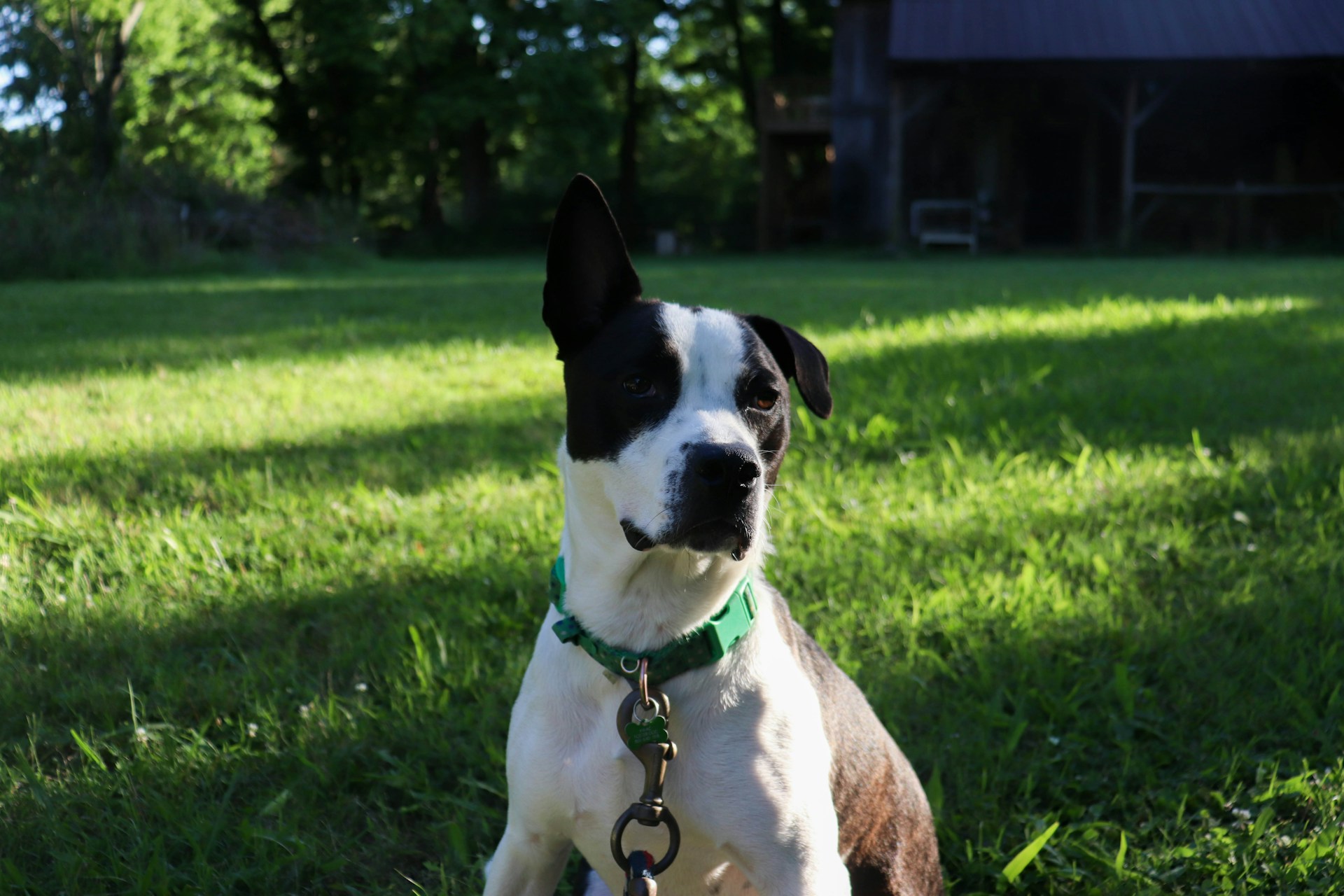 How to Potty Train a Rescue Dog When a New Home Disrupts Old Habits
