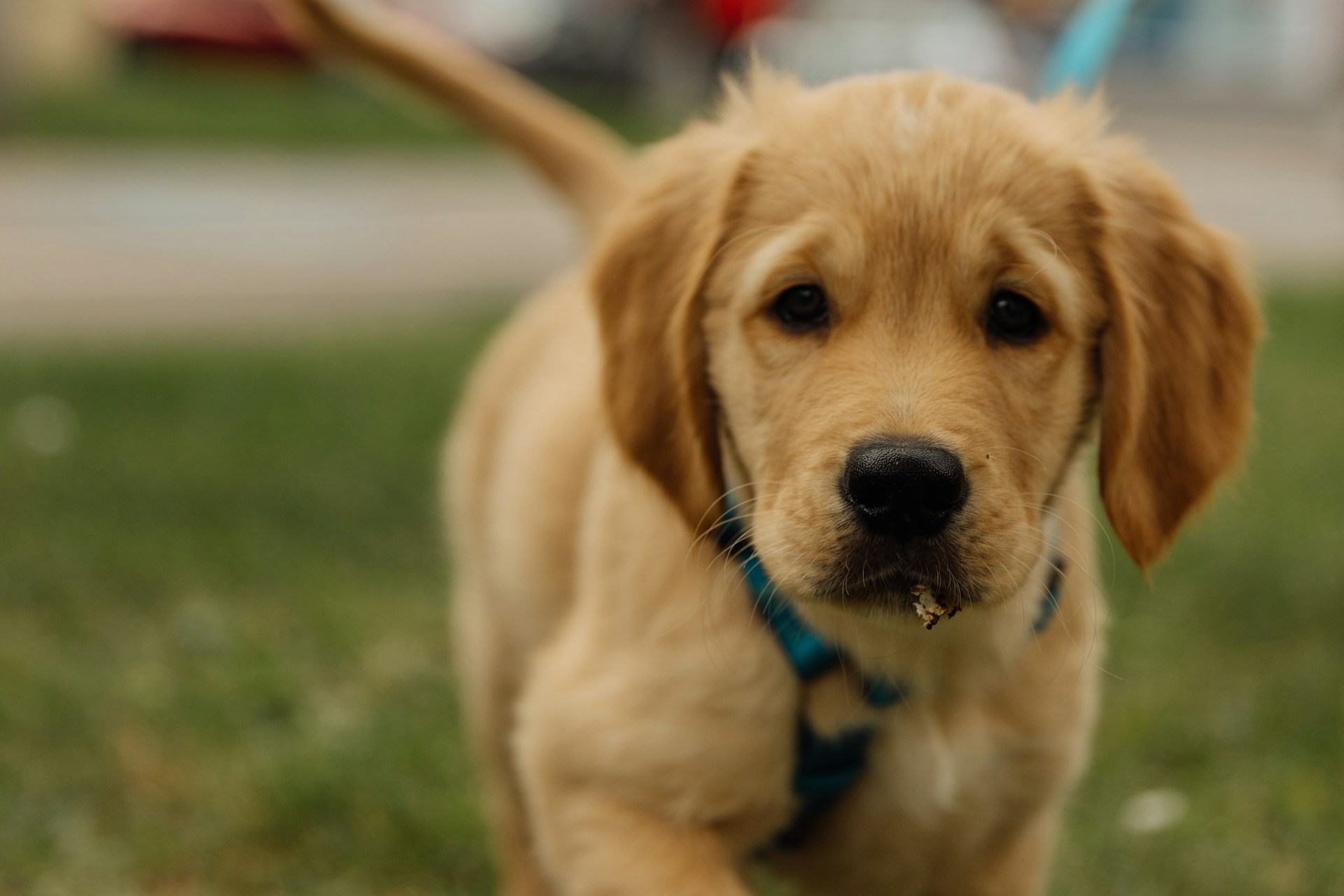 How to Leash Train a Puppy Who Pulls, Zigzags, or Stops