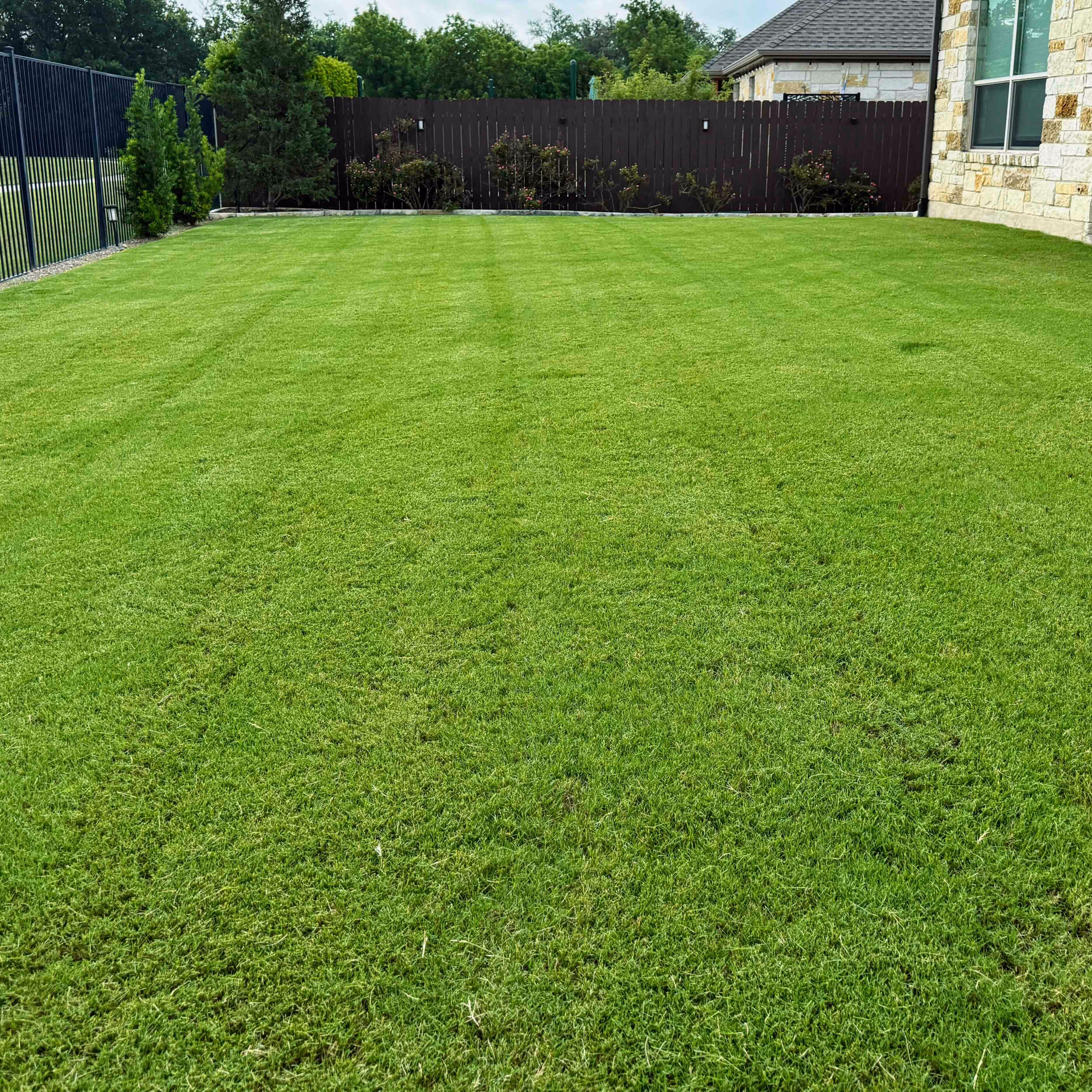 Bluebonnet Turf Co. fertilizer application for greener stronger lawns  
