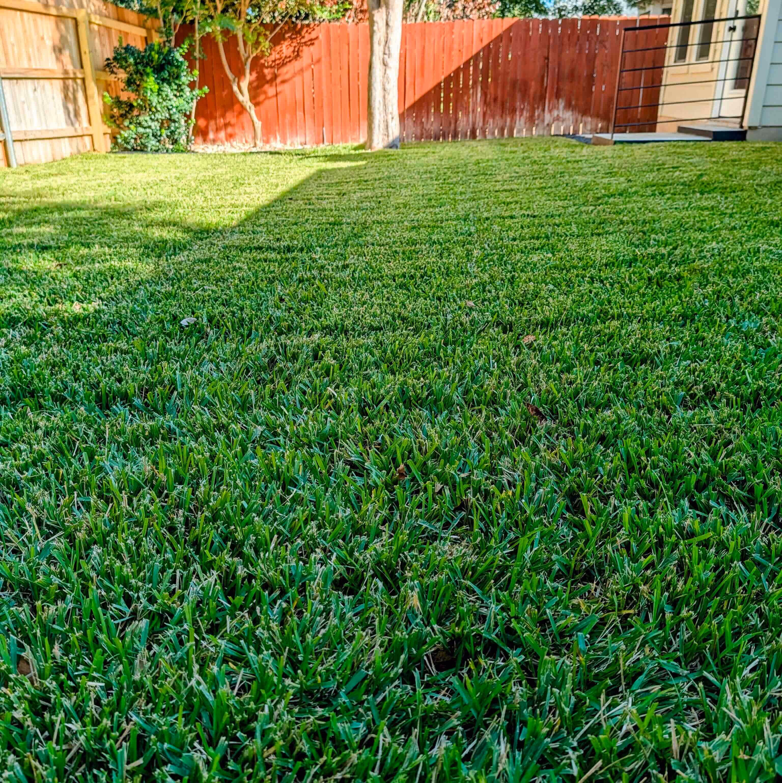 Bluebonnet Turf Co. lawn fertilization for thicker stronger grass in Leander, Texas