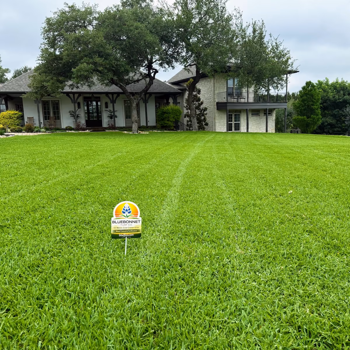 Bluebonnet Turf Co. weed control treatment for thick healthy turf
