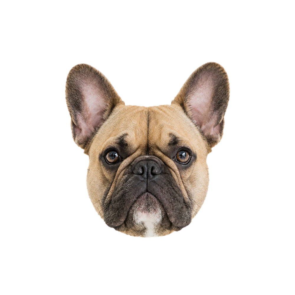 French bulldog