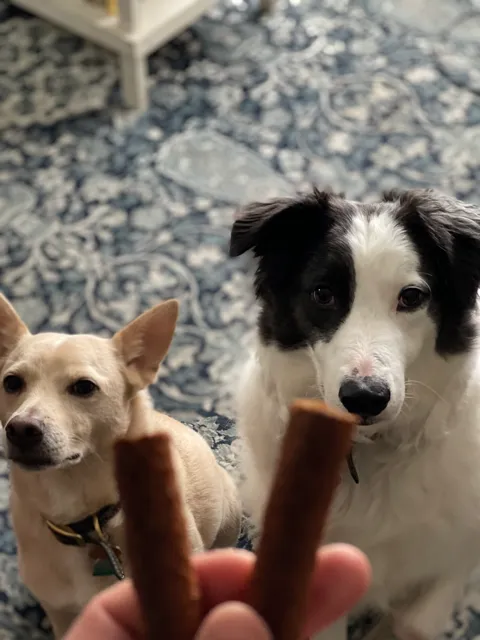 Close-up of Jelly, a black and white dog, waiting for a treat