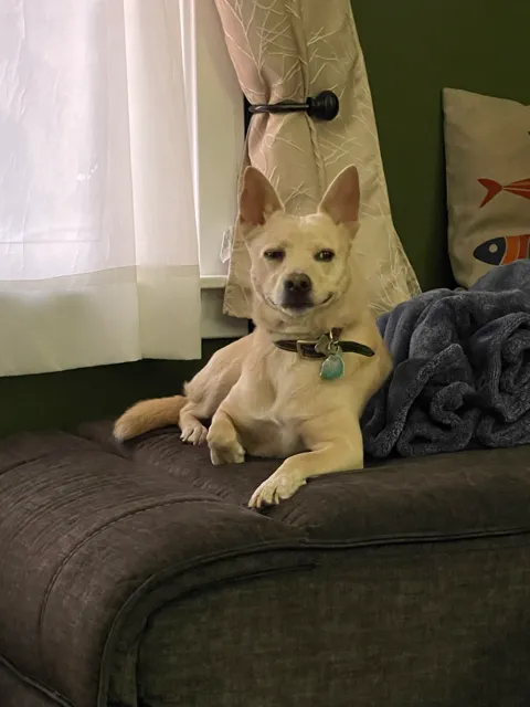 Meatball, a tan dog with upright ears, lounging on a couch with a slight smirk