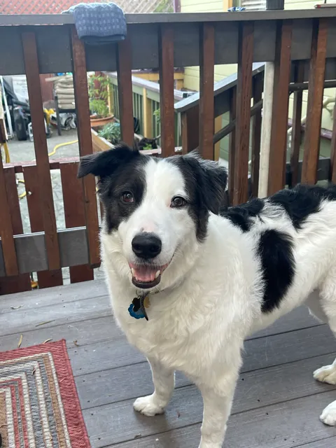 Jelly, a fluffy black and white dog, smiling on a wooden deck