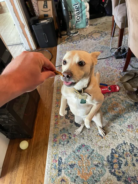 Meatball sitting up on his hind legs to take a treat