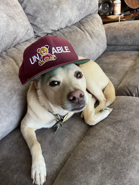 Meatball wearing a maroon cap while resting on a couch