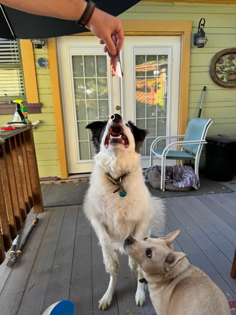 Jelly sitting up with mouth open, reaching for a treat
