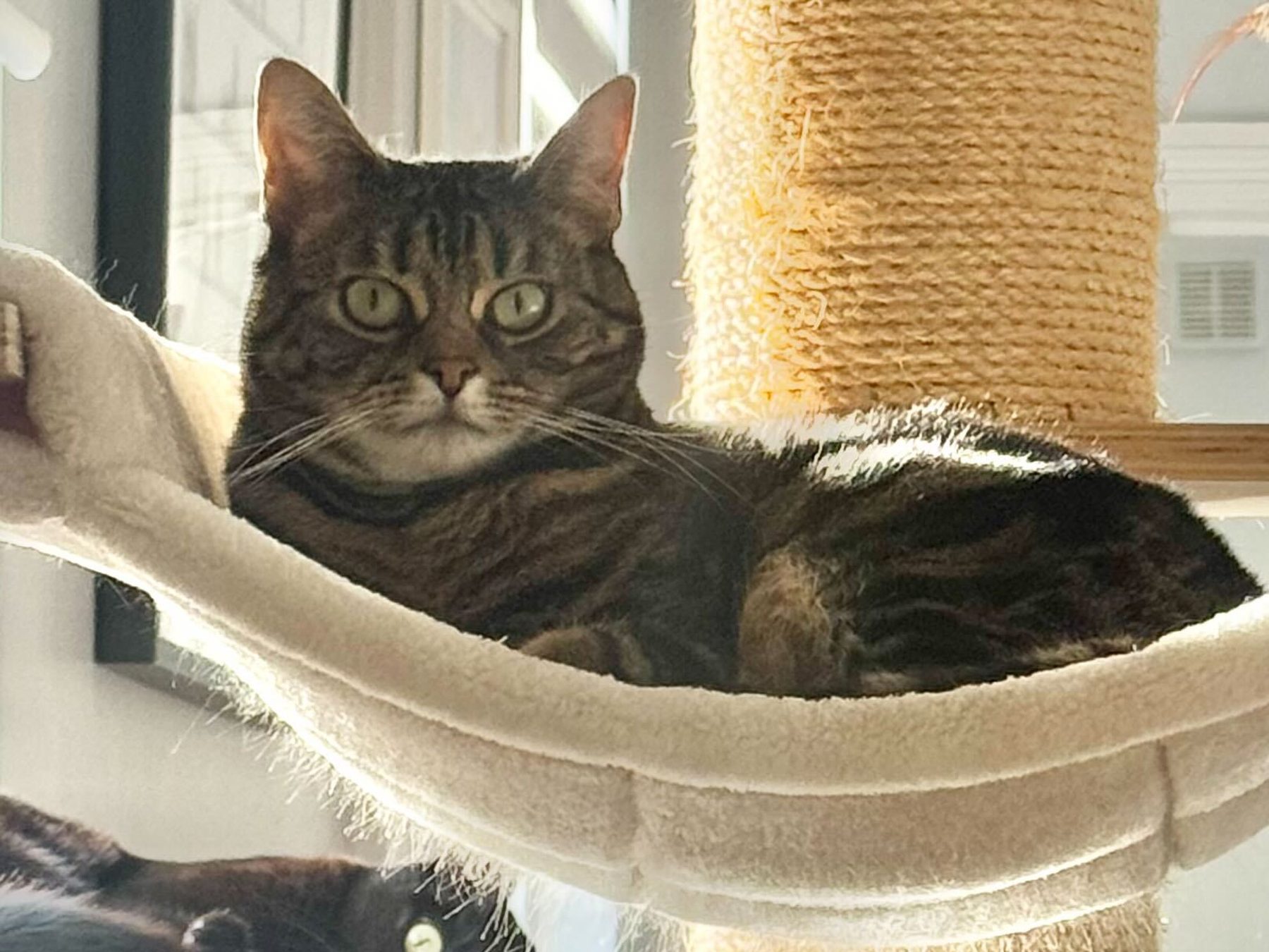 A tabby cat lounging in a cat-tree hammock, with a black cat peeking up from below