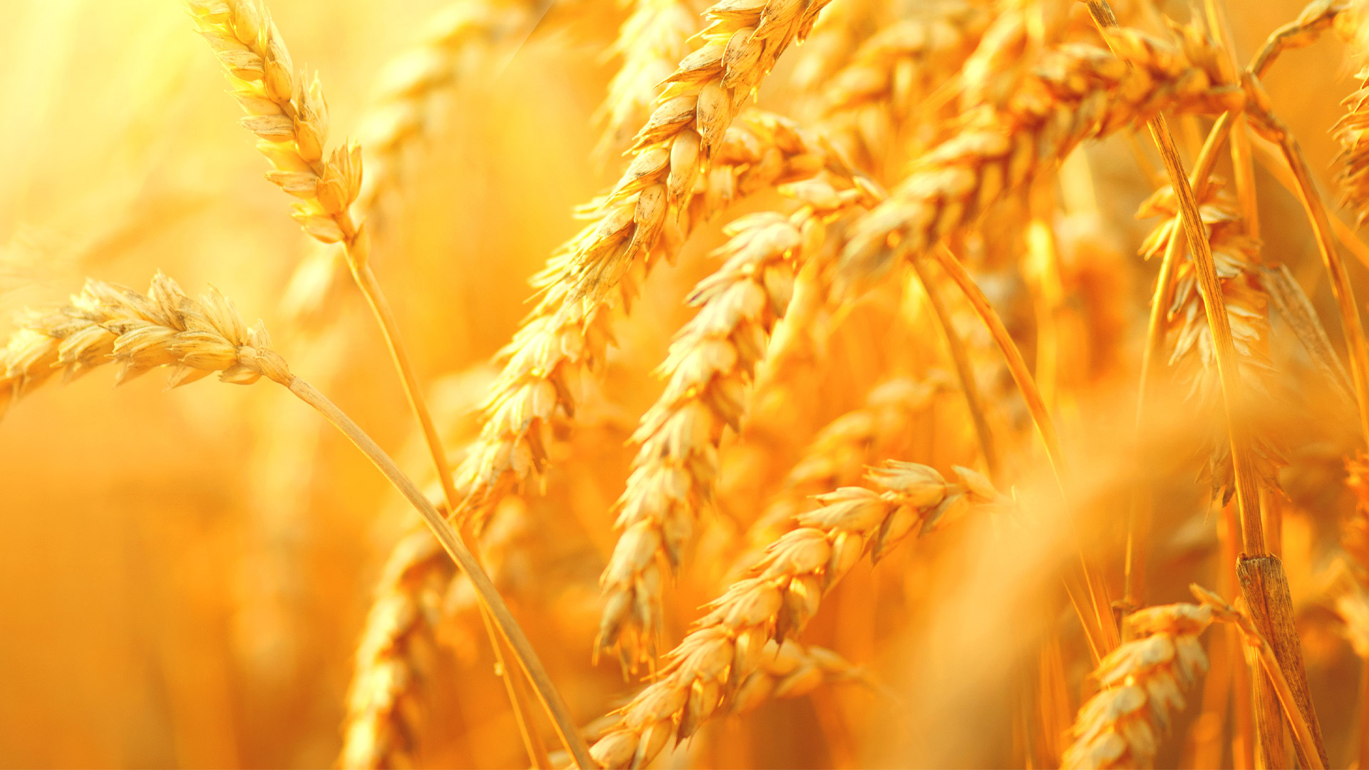 Syngenta Vixeran: Pump up your crops