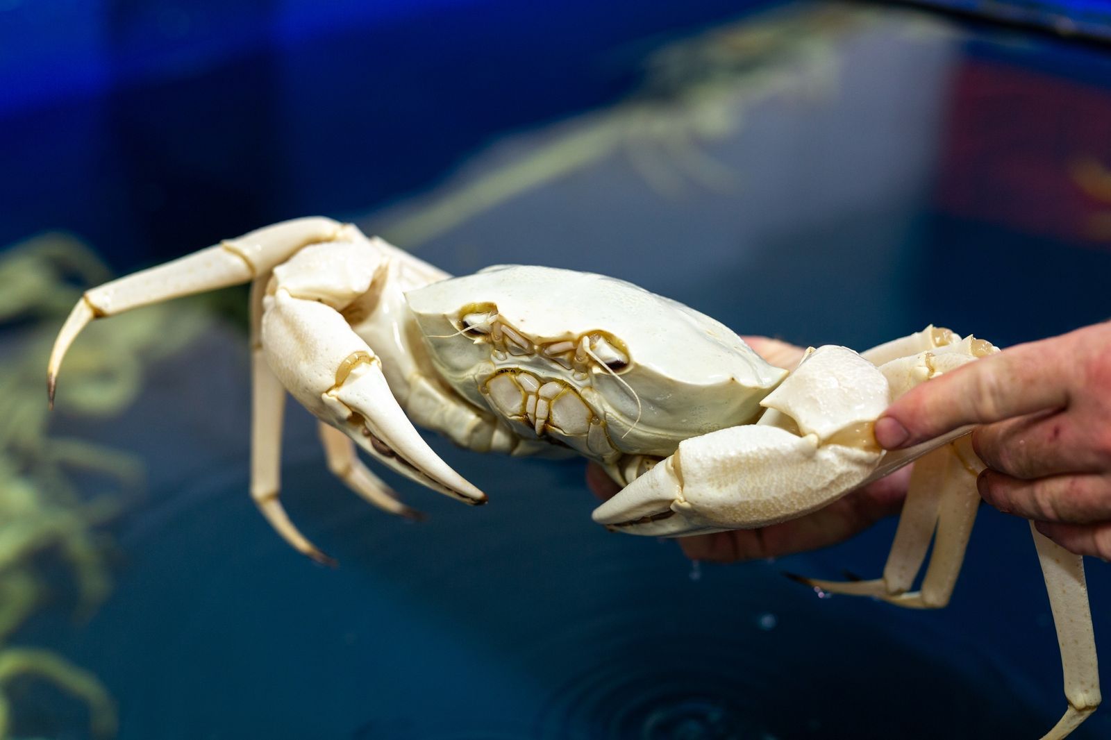 Crystal crab, Western Australia - gallery image 1