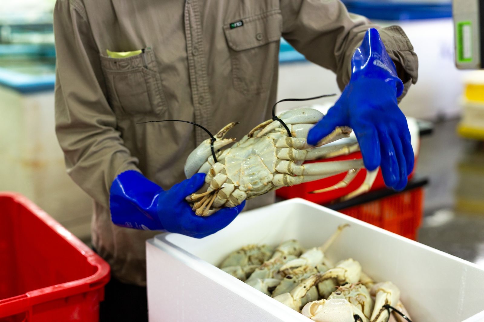 Crystal crab, Western Australia - gallery image 3