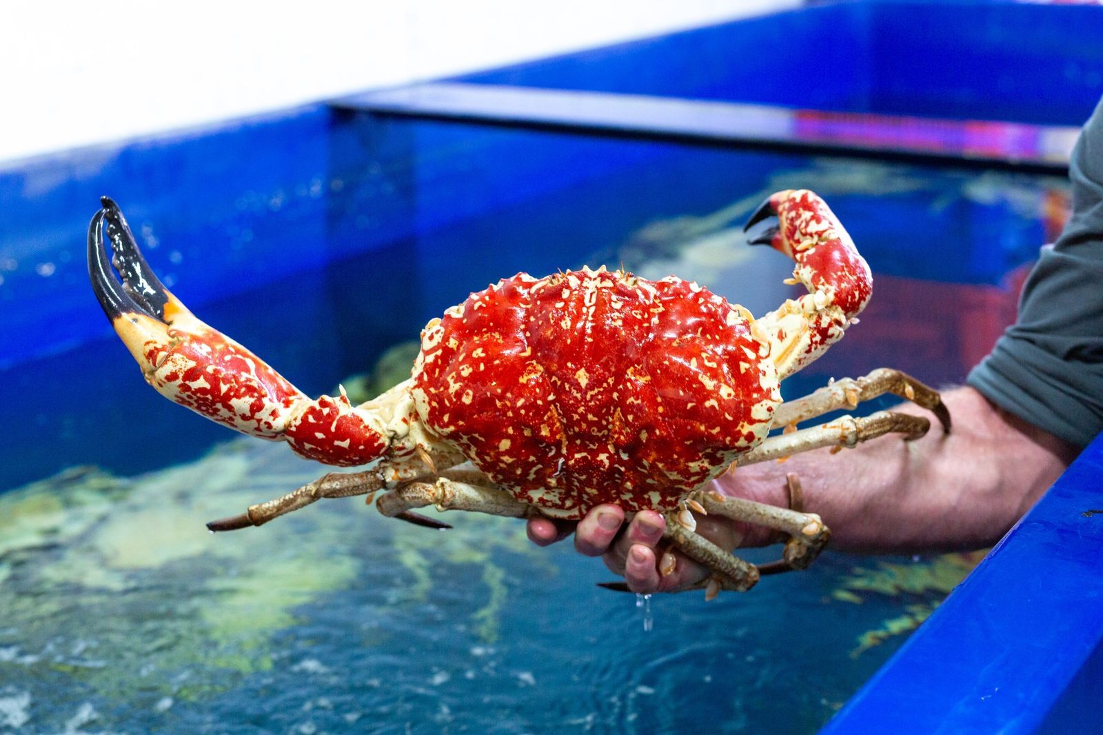Giant crab waters off southern Western Australia