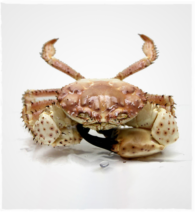 Champagne crab from Western Australia