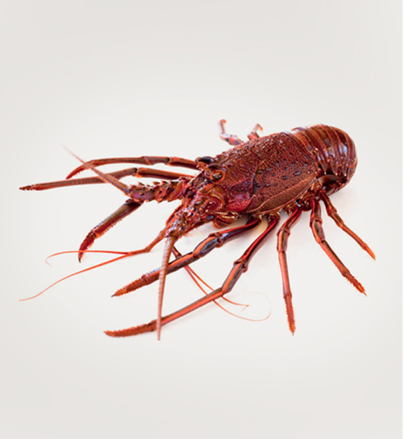 Western rock lobster from Western Australia