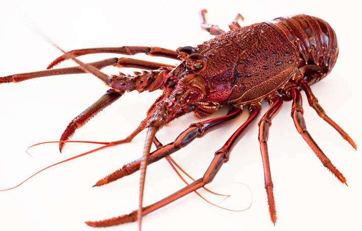 Western Australian coastline, home of western rock lobster