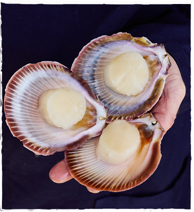 Southern saucer scallops from Western Australia