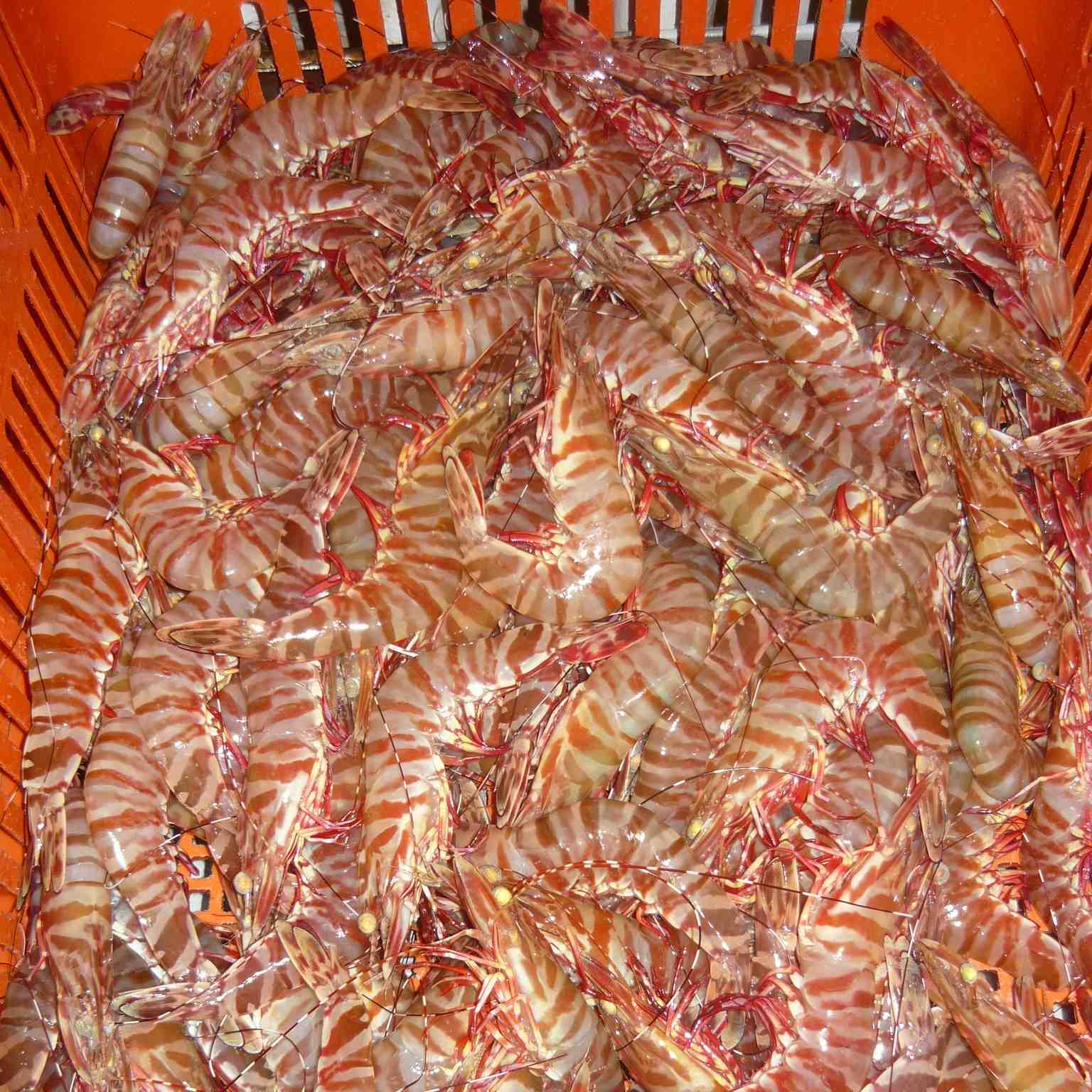 Wild prawns from Western Australia - gallery image 1