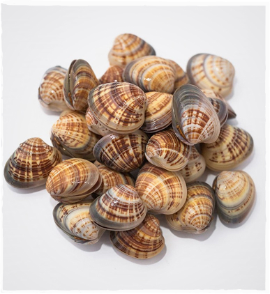 Vongole from Shark Bay, Western Australia