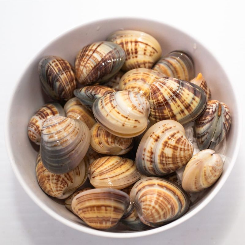 Vongole from Shark Bay - gallery image 1
