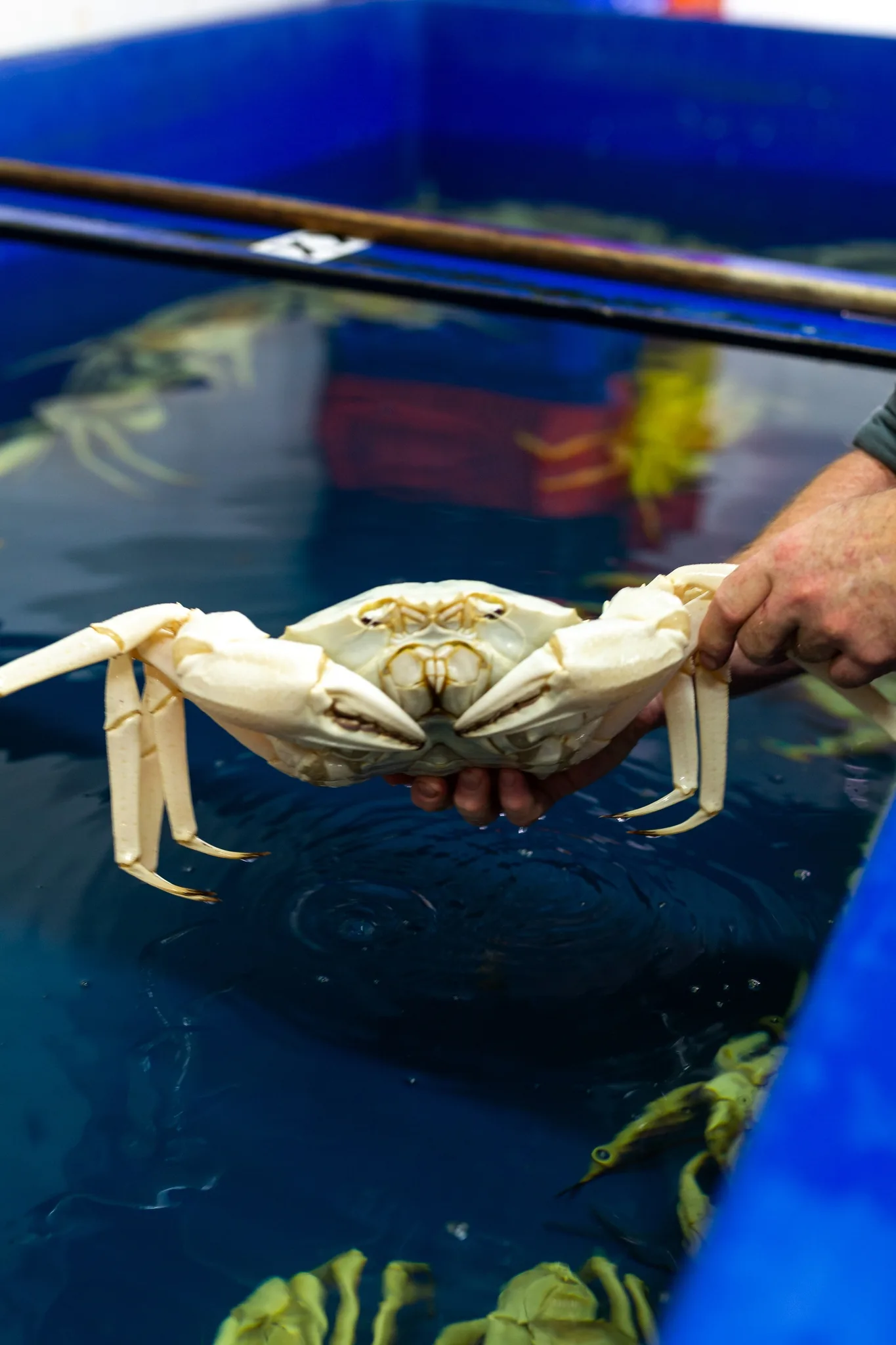 Crystal crab, Western Australia - gallery image 2