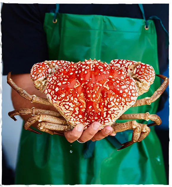 Giant crab from southern Western Australia