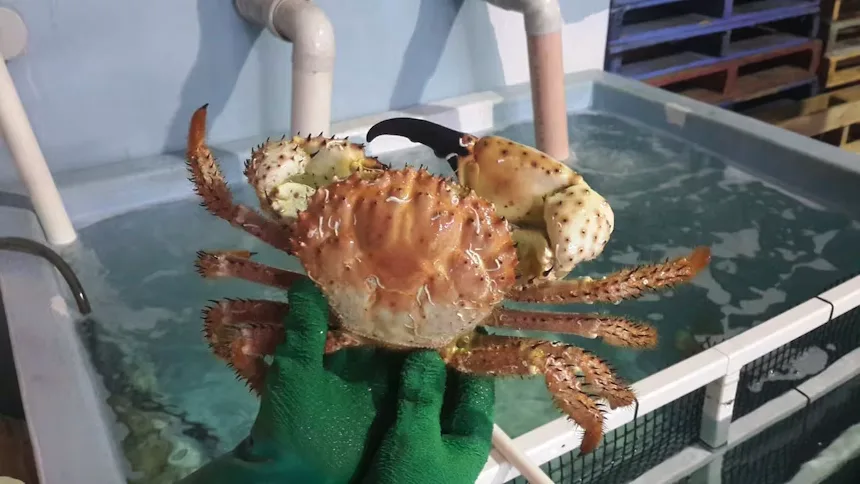 Deep-sea waters of southern Western Australia, home of champagne crab