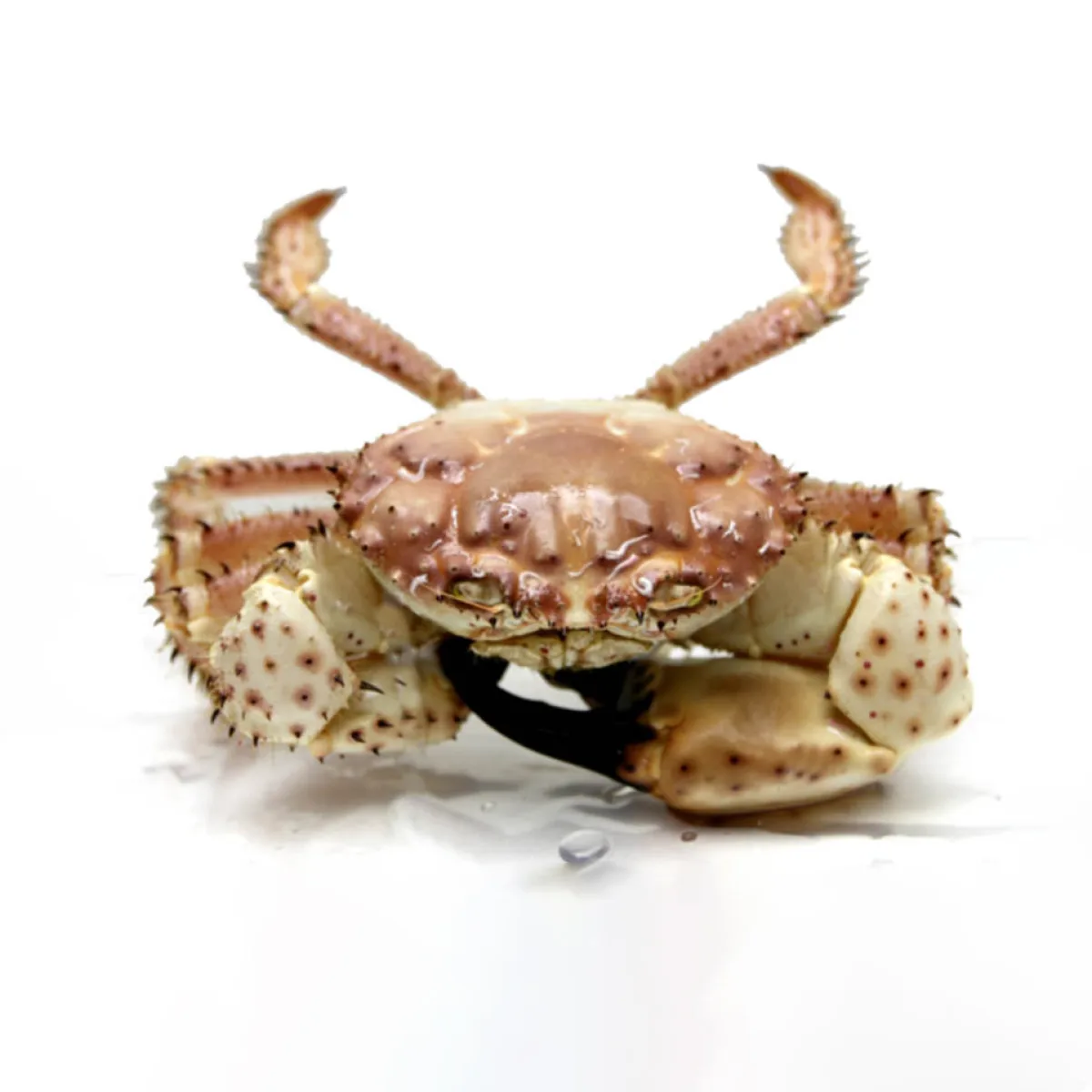 Champagne crab, deep-sea crab from southern Western Australia