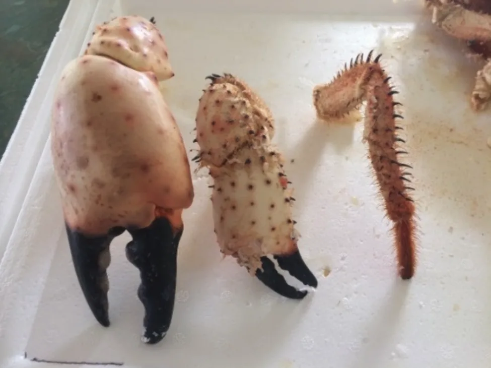 Champagne crab from Western Australia - gallery image 2